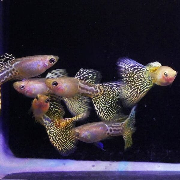 Metal Yellow Lace Guppy