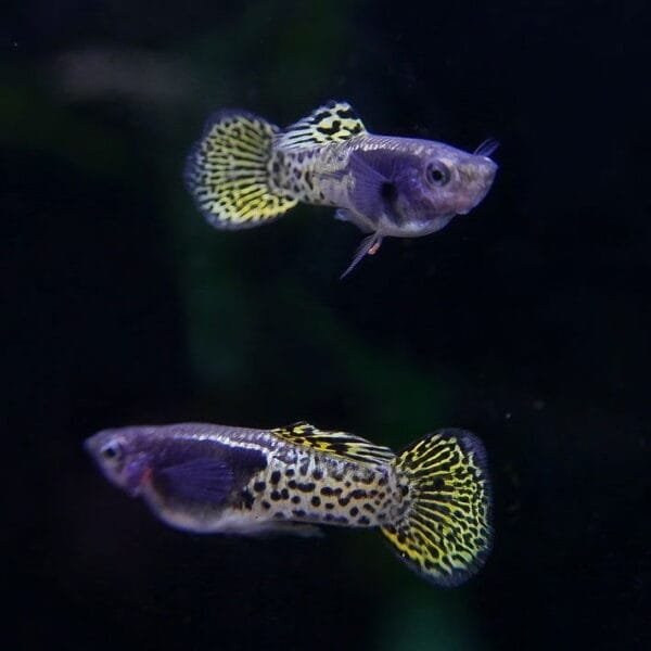 Metal Yellow Lace Roundtail Guppy
