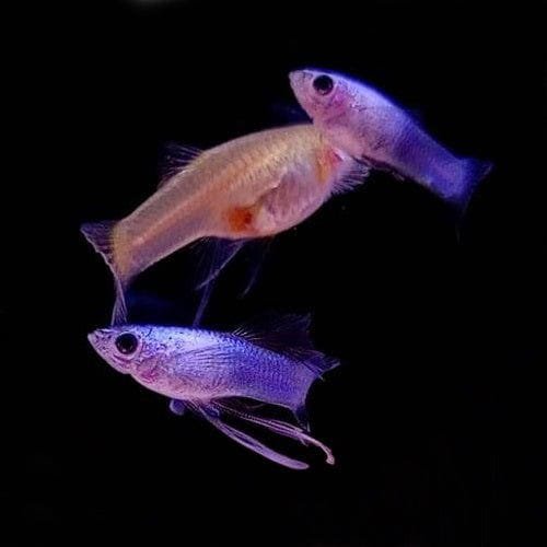 Mini Panda Ribbon Guppy
