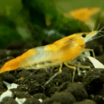 Orange Rili Shrimp