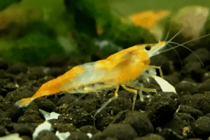 Orange Rili Shrimp