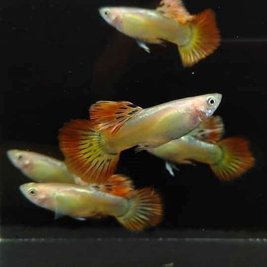 Phoenix Roundtail Guppy