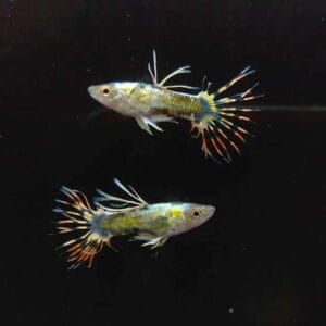 Platinum Medusa Crowntail Guppy