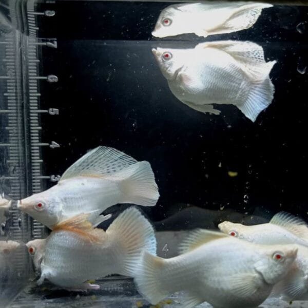 Platinum Red Eye Balloon Molly