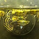 Platinum Yellow Leopard Guppy