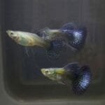 Purple Dragon Ribbon Guppy