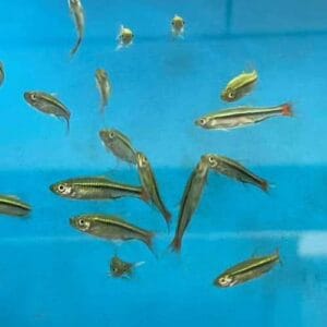 Brilliant rasbora (Rasbora einthovenii)