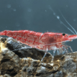 Red Cherry Shrimp