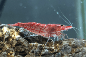 Red Cherry Shrimp