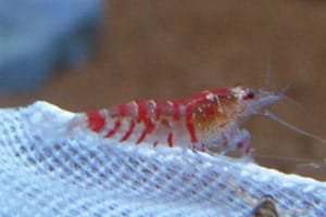 Red Tiger Bee Shrimp