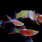 Red Coral Endler Guppy