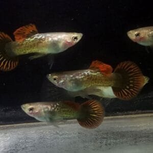 Red Dragon Roundtail Guppy