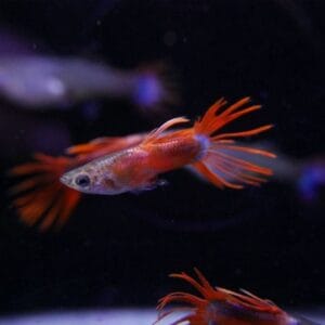 Red Saddleback Crowntail Guppy