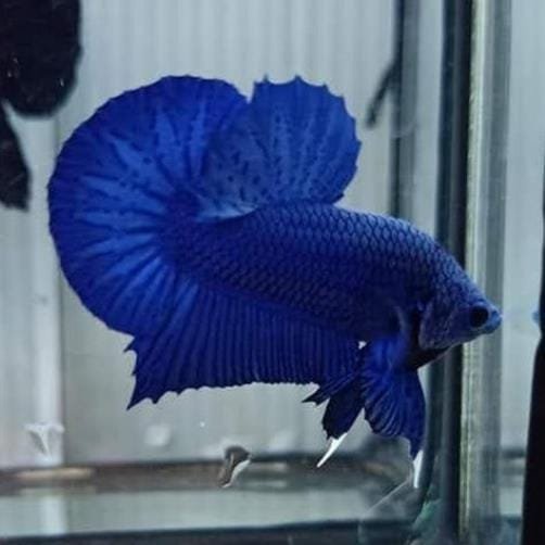 Royal Blue Halfmoon Plakat Betta