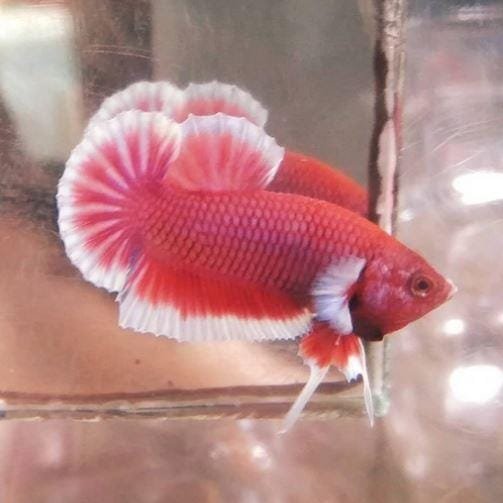 Lavender Halfmoon Plakat Betta