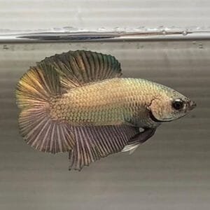 Copper Plakat Double Tail Betta