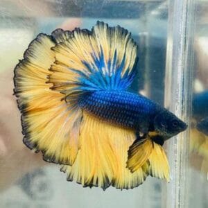 Mustard Halfmoon Rosetail Betta