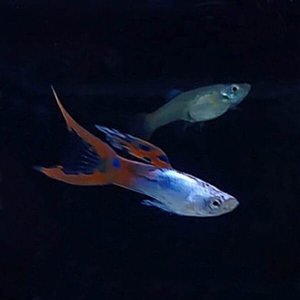 Red Silverado Double Sword Guppy
