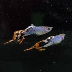 Μπλε πυρκαγιά Zebrinus Spear Tail Guppy