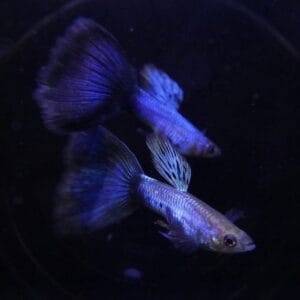 Singa Blue Tail Guppy