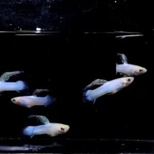 Singa Endler Guppy