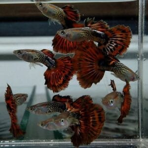 Snakeskin Red Mosaic Guppy