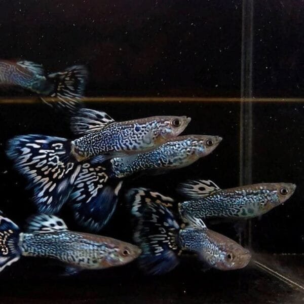 Snakeskin White Mosaic Guppy