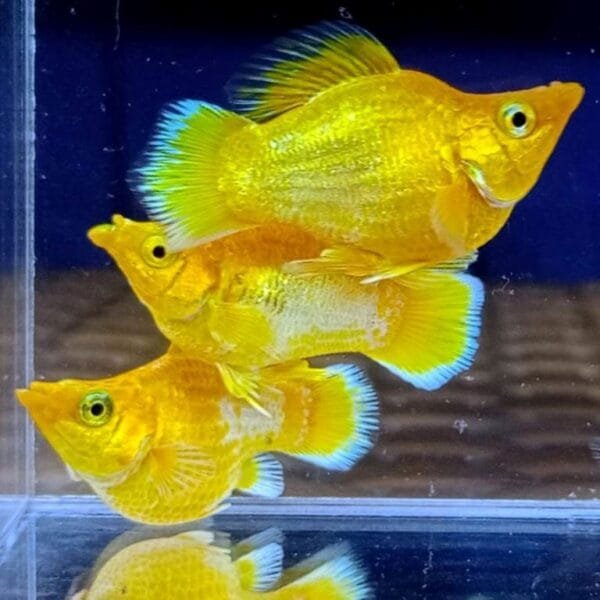 Golden Balloon Molly