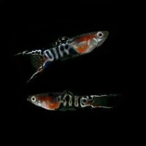 Blue Star Tiger Endler Guppy