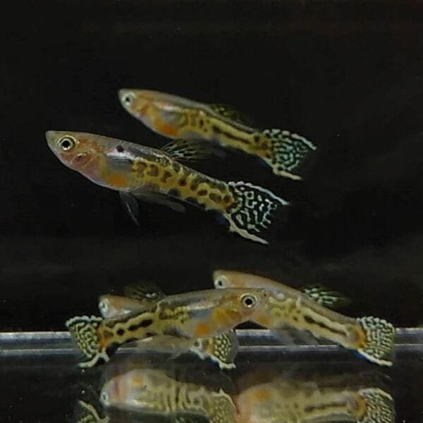 Tiger Endler Guppy