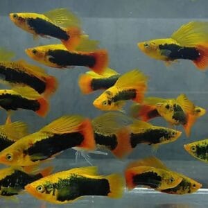 Χαβανέζικο Hifin Variatus Platy