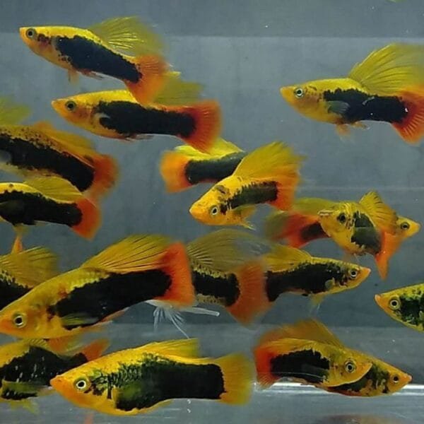 Hawaiian Hifin Variatus Platy