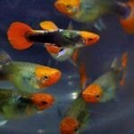 Tuxedo Koi Guppy