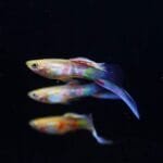 Vienna Bottom Sword Guppy