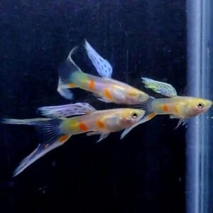 Vienna Double Sword Guppy