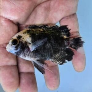 Afvigende damselfish