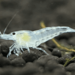 White Snowball Shrimp