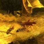 Wild Betta Api Api
