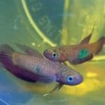 Wild Betta Brownorum