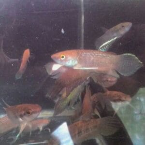 Wild Betta Cracens