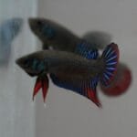 Wild Betta Imbellis