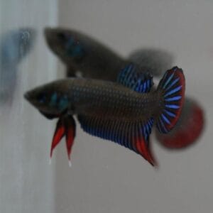 Betta Imbellis salvaje