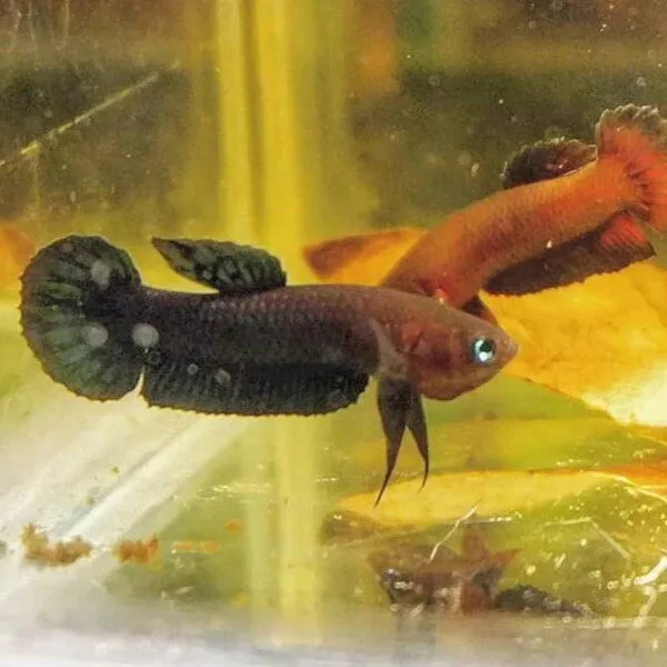 Buy Wild Betta Miniopinna Pair with Shipping Included