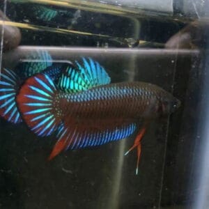 Betta salvaje Splendens