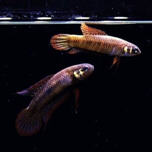 Wild Betta Uberis