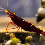 Yellow Cheek Shrimp