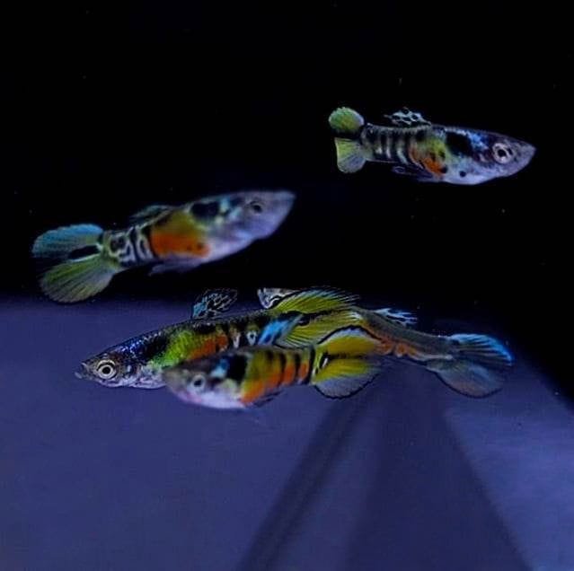 黃夾克 紅腹虎 Endler Guppy 黃夾克 紅腹虎 Endler Guppy