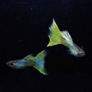 Yellow Lace Guppy