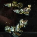 Yellow Tiger King Cobra Roundtail Guppy
