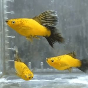 Yellow Wag Plumetail Variatus Platy